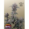 FastBuds Mango Cherry Runtz Auto 3 seeds