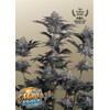 FastBuds Mendo Frost Auto 3 seeds