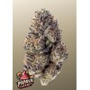FastBuds Papaya Sherbet 3 seeds