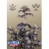 FastBuds Strawberry Gorilla Auto RF3 3 seeds
