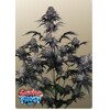 FastBuds Sundae Frost Auto 3 seeds