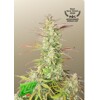 Fast Buds Z- Up Auto 3 seeds