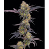 Barney's Farm Tropicana Cherry 5 seeds