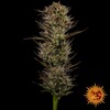 Barney's Farm Thin Mint x Sour Pinot Auto 5+5 seeds