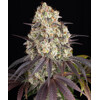Barney's Farm Gary Payton 5+5 seeds