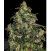 Barney's Farm Blue Gelato 41 10 + 10 seeds