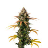 GrowersChoice Brain Damage Auto 5 seeds