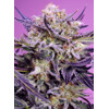 Sweet Seeds Pink Guava F1 Fast Version 3 pcs