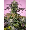 Sweet Seeds Gelonade 5 ks