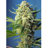 Sweet Seeds S.A.D. Sweet Afgani Delicious Auto 5+2 pcs
