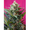 Sweet Seeds Big Devil XL Auto 5 pcs