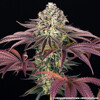 Barney's Farm Granddaddy Purple 5 pcs