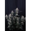 FastBuds Guava Sundae Auto 3 pcs