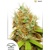 Dutch Passion Seed Company Mazar 5 Seeds