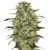 Sensi Seeds Black Domina