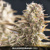 Bulk Seed Bank COCOPOPO 10 db