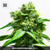 Bulk Seed Bank NORTHERN LIGHT od 17,5.-€