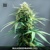 Bulk Seed Bank WHITE WIDOW ab 17,5.-€
