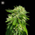 Bulk Seed Bank CBD GOOD WILD SHARK ab 17,5.-€