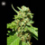 Bulk Seed Bank CBD NEPAL GOLD 17,5.-€-tól