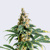 Bulk Seed Bank Zkittly Zi Zi ab 17,5.-€