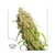 Dutch Passion Seed Company Desfrán 30.- €-tól