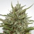Paradise Seeds Auto Whiteberry