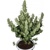 Buddha Seeds Magnum 1 seed