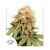 Dutch Passion White Widow Regular 10 pcs