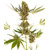 Sensi Seeds Alpine Delight CBD Auto