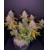 Fast Buds LSD-25 Auto 11.- €-tól