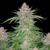 Fast Buds Strawberry Pie Auto 13.-€-tól