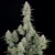 Fast Buds Wedding Cheesecake Auto 5 db