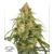 Dutch Passion CBD-Victory Auto 3 Seeds
