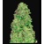 FastBuds CBD Auto 20:1 5 seeds