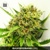 Bulk Seed Bank AK ab 17,5€