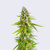 Bulk Seed Bank Grande Crack 5 db