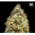 Bulk Seed Bank Auto ORIGINAL ORANGE BUD 5 db