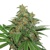 Seedstockers AK 420 od 10,- €