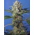 Sweet Seeds Crystal Candy F1 Fast Version 