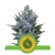Royal Queen Seeds Northern Light Auto