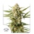 Dutch Passion Seed Company Auto Auto Cinderella Jack from 34,95.-€