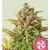 Royal Queen Seeds Sweet ZZ