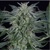 Silent Seeds Critical Jack Auto 5 seeds