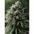 Silent Seed Critical + 2.0 