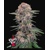 FastBuds Cherry Cola 100 seeds