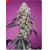 Sweet Seeds Sweet Mandarine Zkittlez 5 Seeds