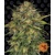 Barney's Farm Cheese Auto from 29 €