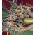 Sweet Seeds San Fernando Lemon Kush