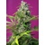 Sweet Seeds Gorilla Girl Feminized 5 pcs